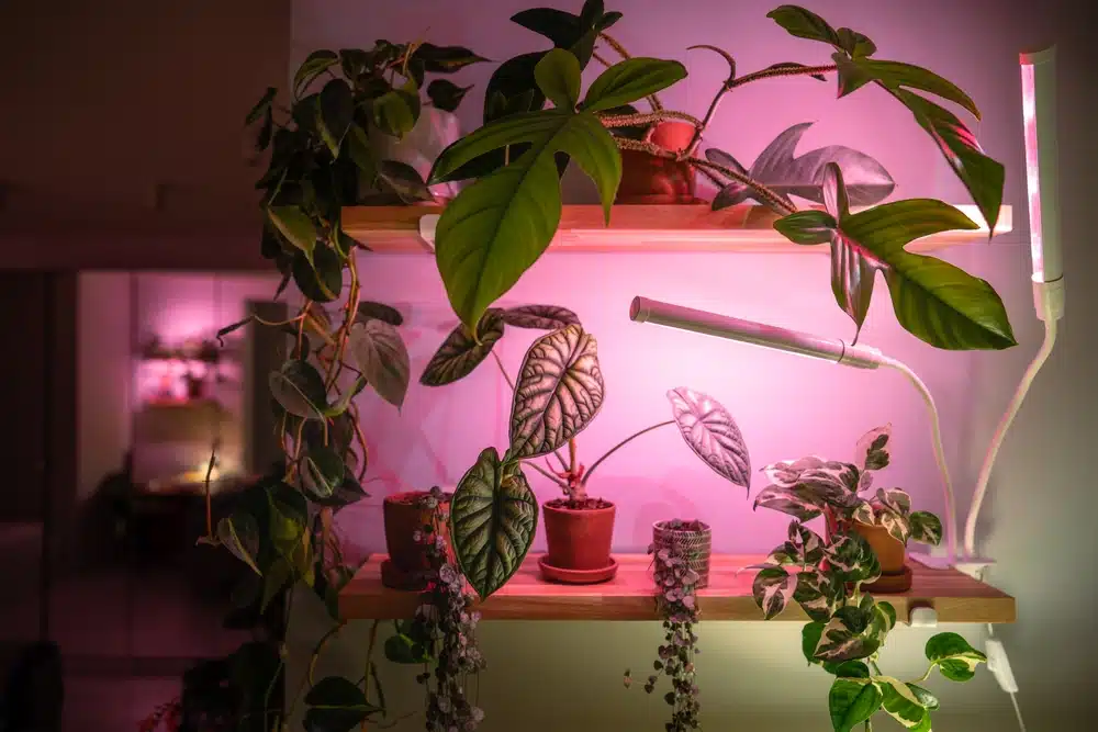 Alles wat je moet weten over groeilampen voor planten