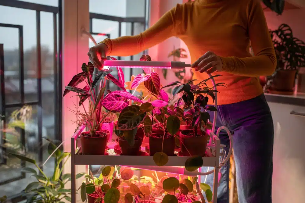Kan ik planten water geven wanneer de lamp aan staat