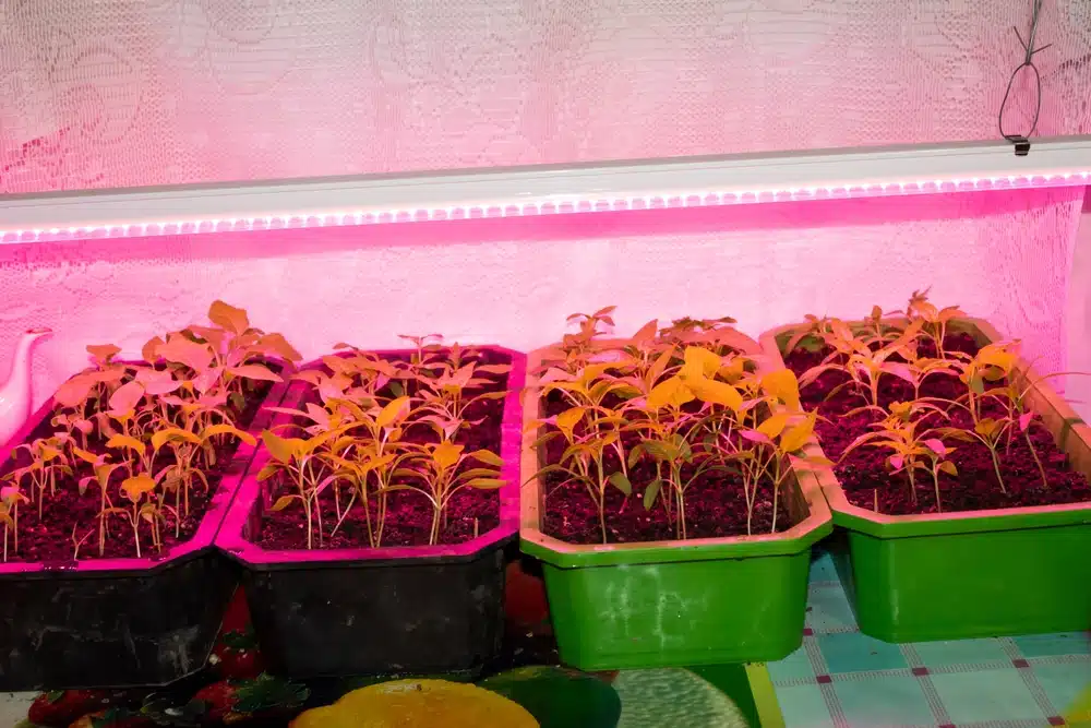 Wanneer moet ik groeilampen voor planten gebruiken