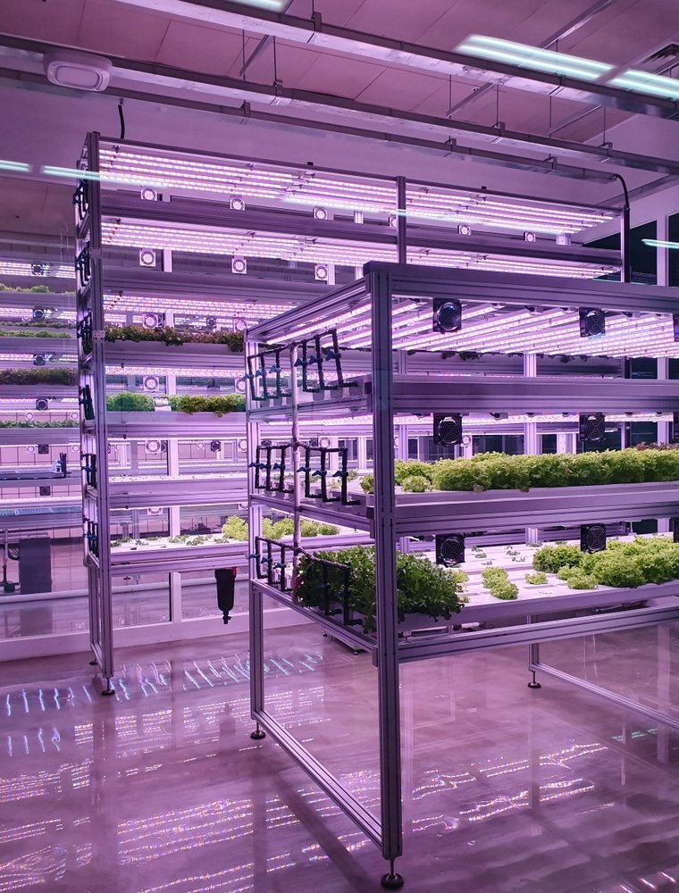 Hoe LED kweeklampen je energieverbruik verminderen