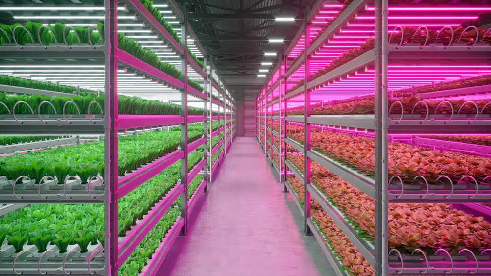 LED of HPS kweeklampen