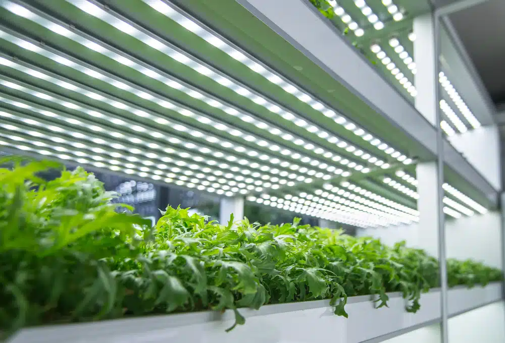 Het grootste voordeel van led kweeklampen