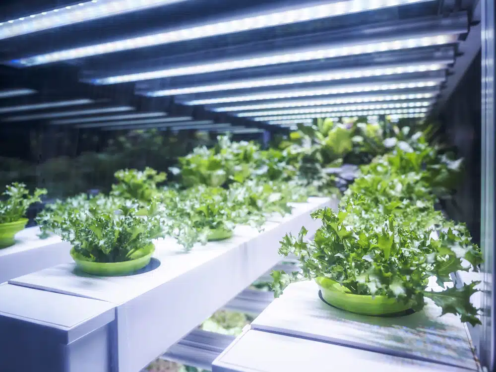 Stroom besparen met led kweeklampen