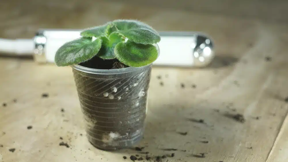 Wat hebben moestuinplanten nodig