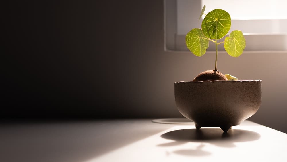Plant krijgt te weinig licht